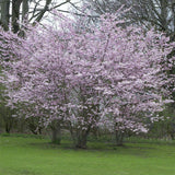 Cires Japonez Autumnalis Rosea, cu flori roz-pal