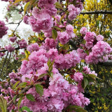 Cires Japonez plangator Kiku-Shidare-Zakura, cu flori roz duble
