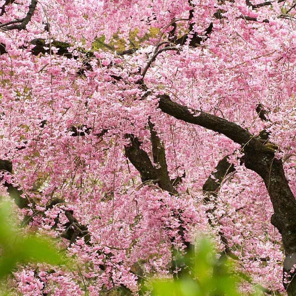Cires Japonez plangator Kiku-Shidare-Zakura, cu flori roz duble