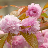 Cires Japonez plangator Kiku-Shidare-Zakura, cu flori roz duble