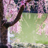 Cires Japonez plangator Kiku-Shidare-Zakura, cu flori roz duble