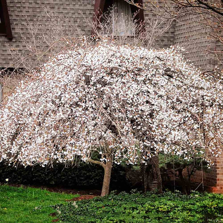 Cires Japonez Plangator (Prunus Ivensii), cu flori albe