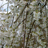 Cires Japonez Plangator (Prunus Ivensii), cu flori albe