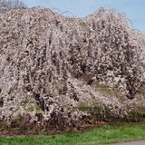 Cires Japonez Plangator (Prunus Ivensii), cu flori albe