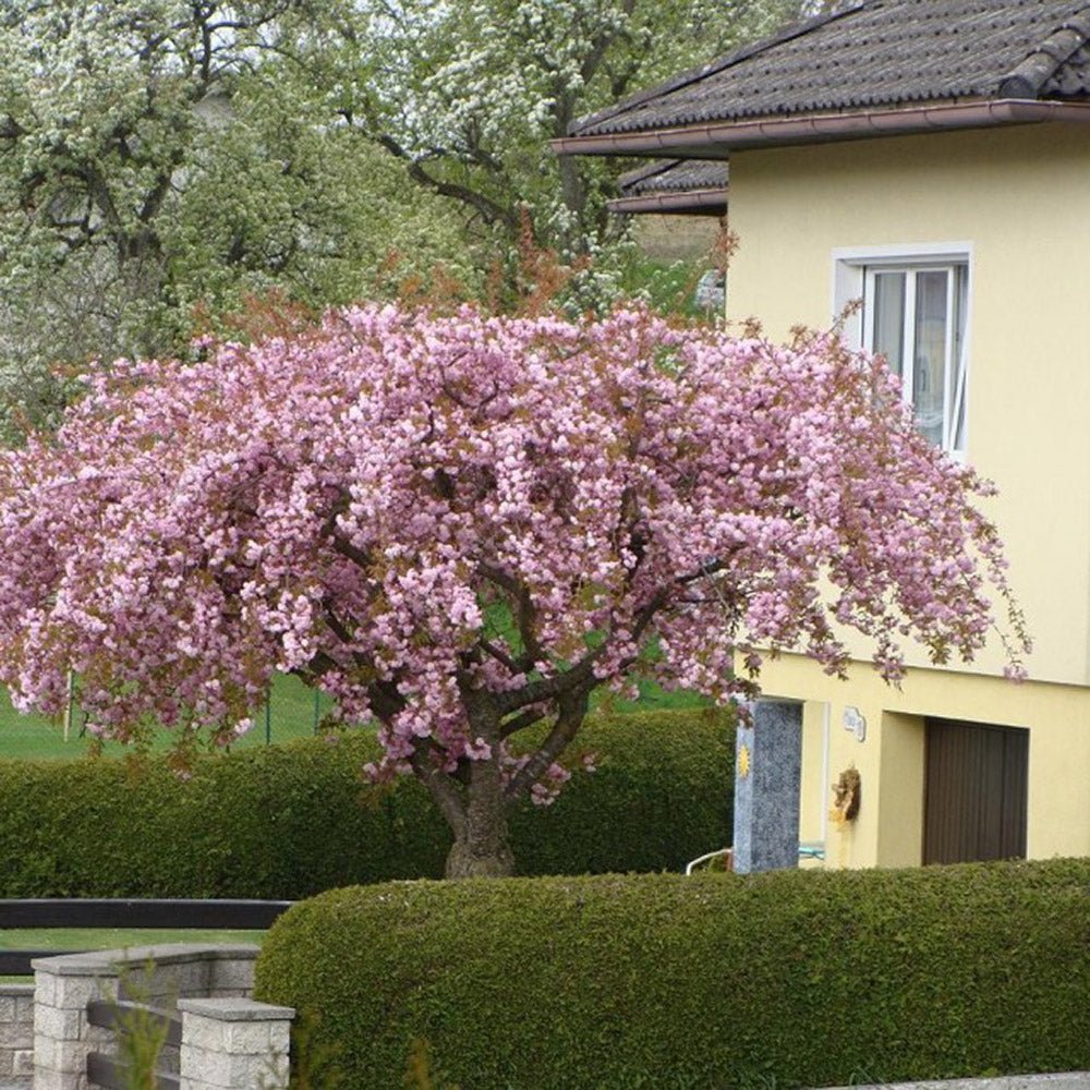 Cires Japonez plangator Kiku-Shidare-Zakura, cu flori roz duble