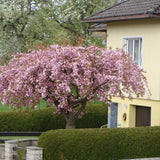 Cires Japonez plangator Kiku-Shidare-Zakura, cu flori roz duble