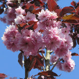 Cires Japonez Royal Burgundy, cu flori roz-albe si frunze burgundi
