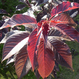 Cires Japonez Royal Burgundy, cu flori roz-albe si frunze burgundi