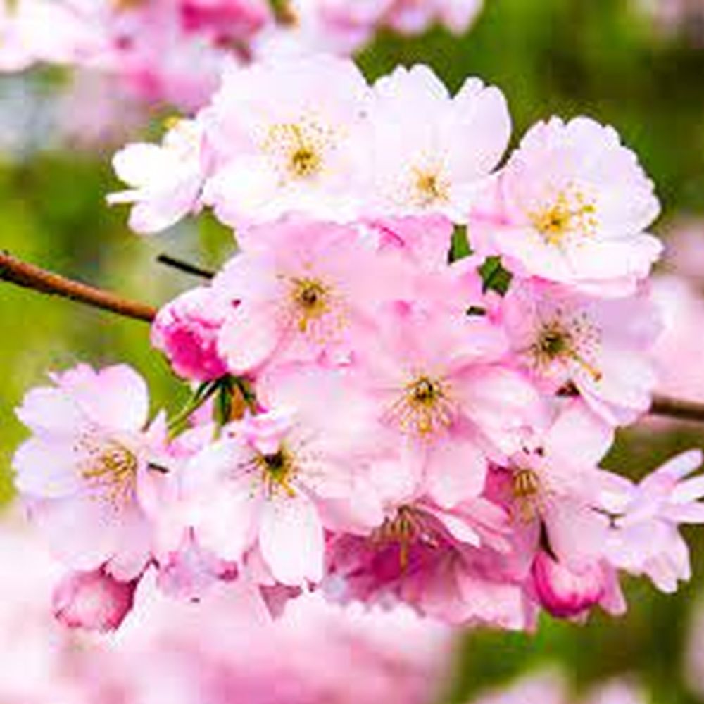 Cires Japonez Accolade, cu flori roz semi-duble