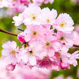 Cires Japonez Accolade, cu flori roz semi-duble