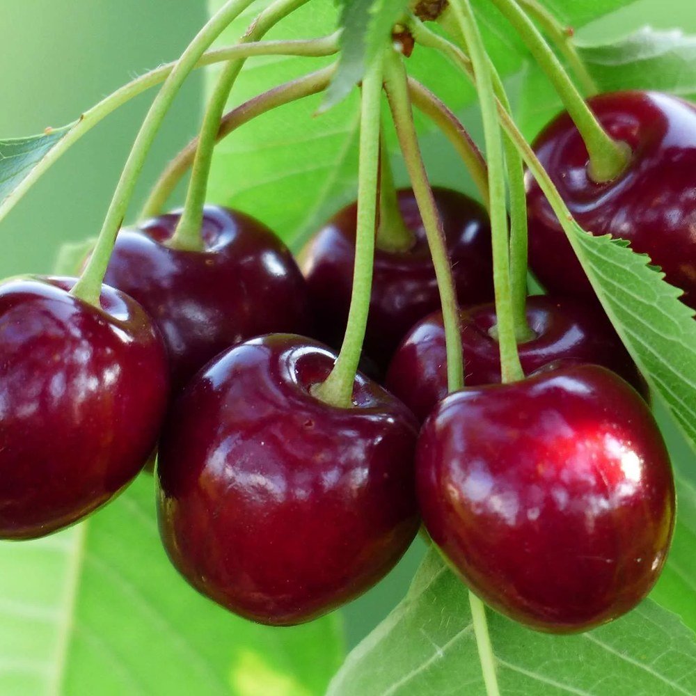 Cires (Prunus Avium) Bigarreau Burlat, cu fructe dulci rosii-inchis