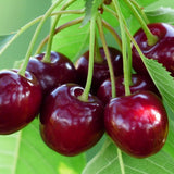 Cires (Prunus Avium) Bigarreau Burlat, cu fructe dulci rosii-inchis
