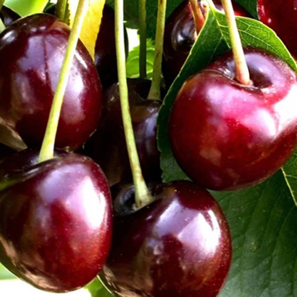 Cires (Prunus Avium) Bigarreau Burlat, cu fructe dulci rosii-inchis