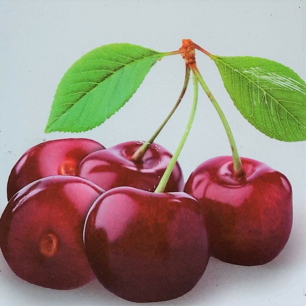 Cires (Prunus Avium) Bigarreau Burlat, cu fructe dulci rosii-inchis