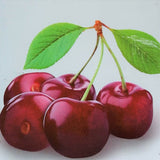 Cires (Prunus Avium) Bigarreau Burlat, cu fructe dulci rosii-inchis