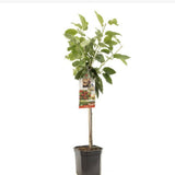 Cires (Prunus Avium) Cherry Boop, cu fructe dulci rosii-inchis