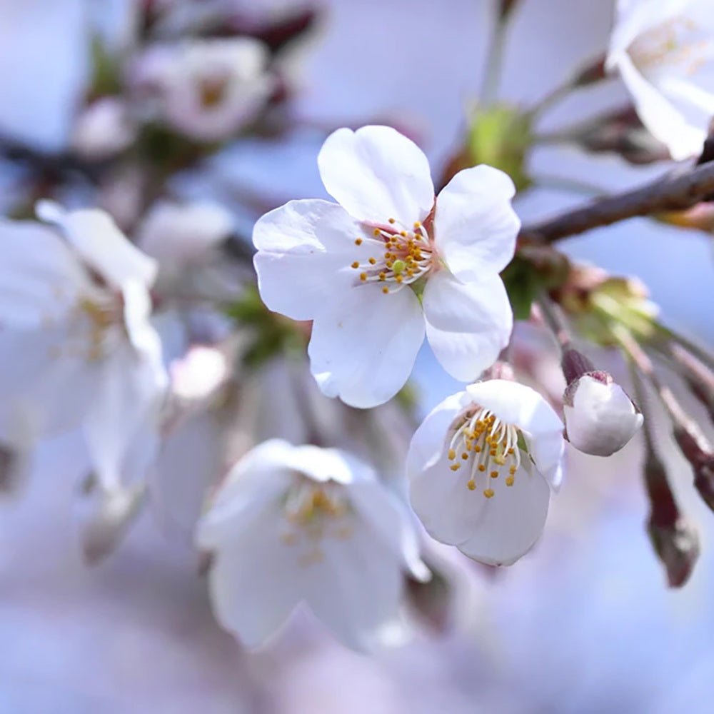 Cires (Prunus Avium) Cherry Boop, cu fructe dulci rosii-inchis