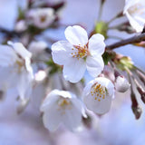 Cires (Prunus Avium) Cherry Boop, cu fructe dulci rosii-inchis