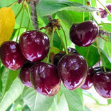 Cires (Prunus Avium) Cherry Boop, cu fructe dulci rosii-inchis