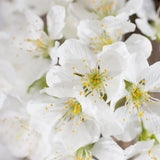 Cires (Prunus Avium) Donissens Gold, cu fructe dulci galbene