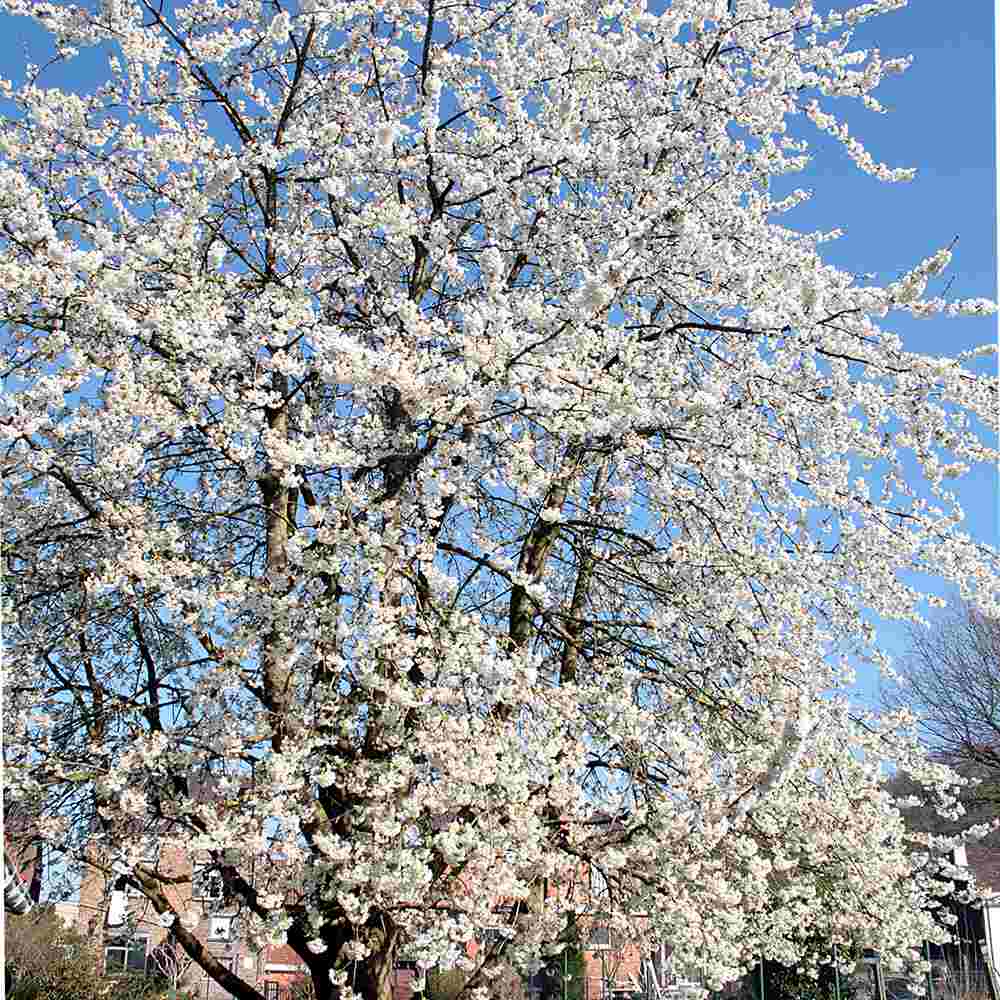 Cires (Prunus Avium) Lapins, cu fructe dulci rosii-inchis