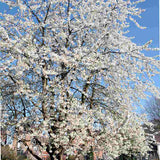 Cires (Prunus Avium) Lapins, cu fructe dulci rosii-inchis