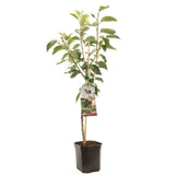 Cires (Prunus Avium) Lapins, cu fructe dulci rosii-inchis