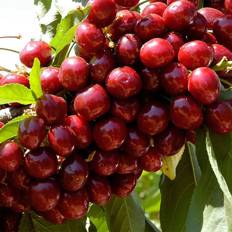 Cires (Prunus Avium) Lapins, cu fructe dulci rosii-inchis