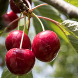 Cires (Prunus Avium) Lapins, cu fructe dulci rosii-inchis