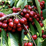 Visin (Prunus Cerasus) Morello, cu fructe acrisoare rosu inchis