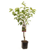 Cires (Prunus Avium) Sunburst, cu fructe dulci rosu inchis