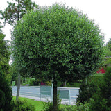 Cires Ornamental Globular Umbraculifera, cu flori albe