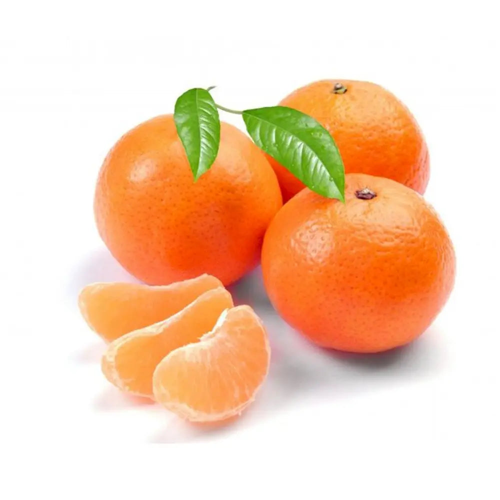 Portocal Washington Navel (Citrus sinensis), cu fructe dulci portocalii fara seminte, an 2 pe rod