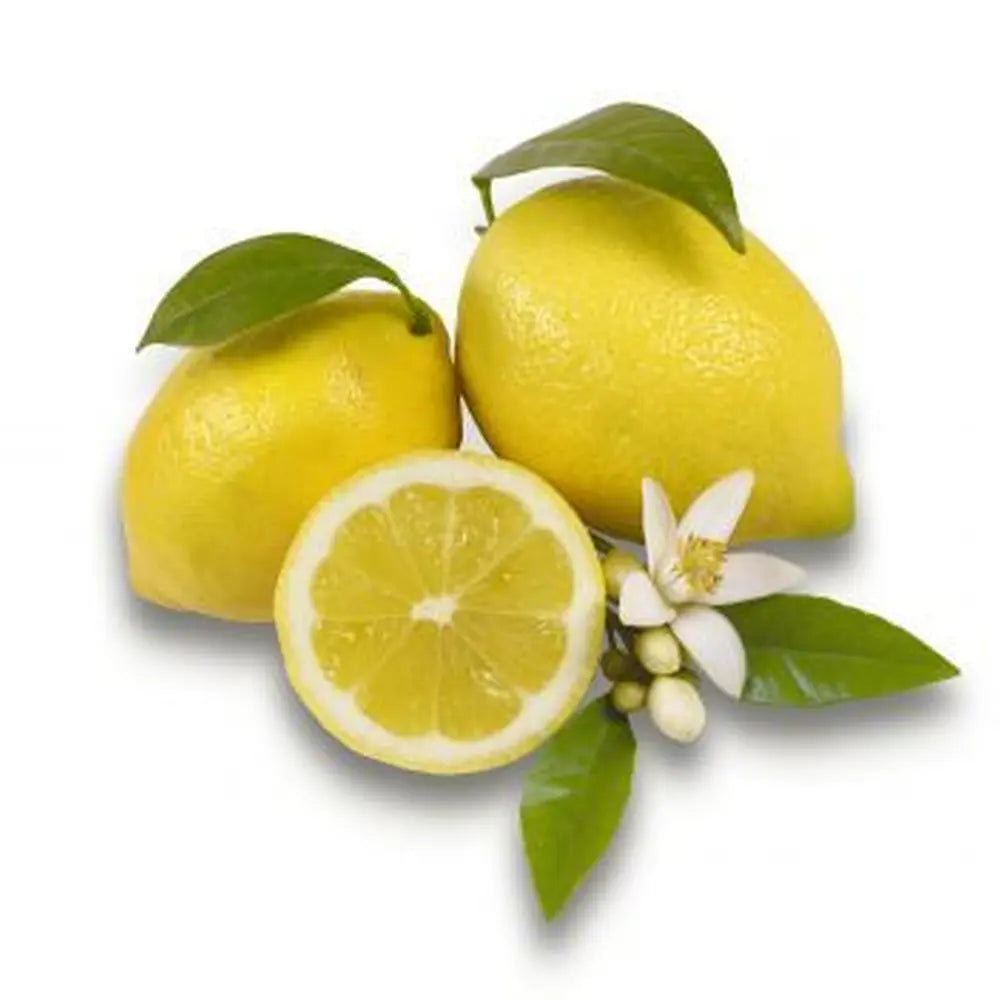Pom Lamai (Citrus Limon) Femminello, 110 cm, cu fructe mari galbene si bogate, an 2 pe rod