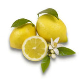 Pom Lamai (Citrus Limon) Femminello, 110 cm, cu fructe mari galbene si bogate, an 2 pe rod