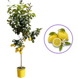 Pom Lamai (Citrus Limon) Femminello, 110 cm, cu fructe mari galbene si bogate, an 2 pe rod
