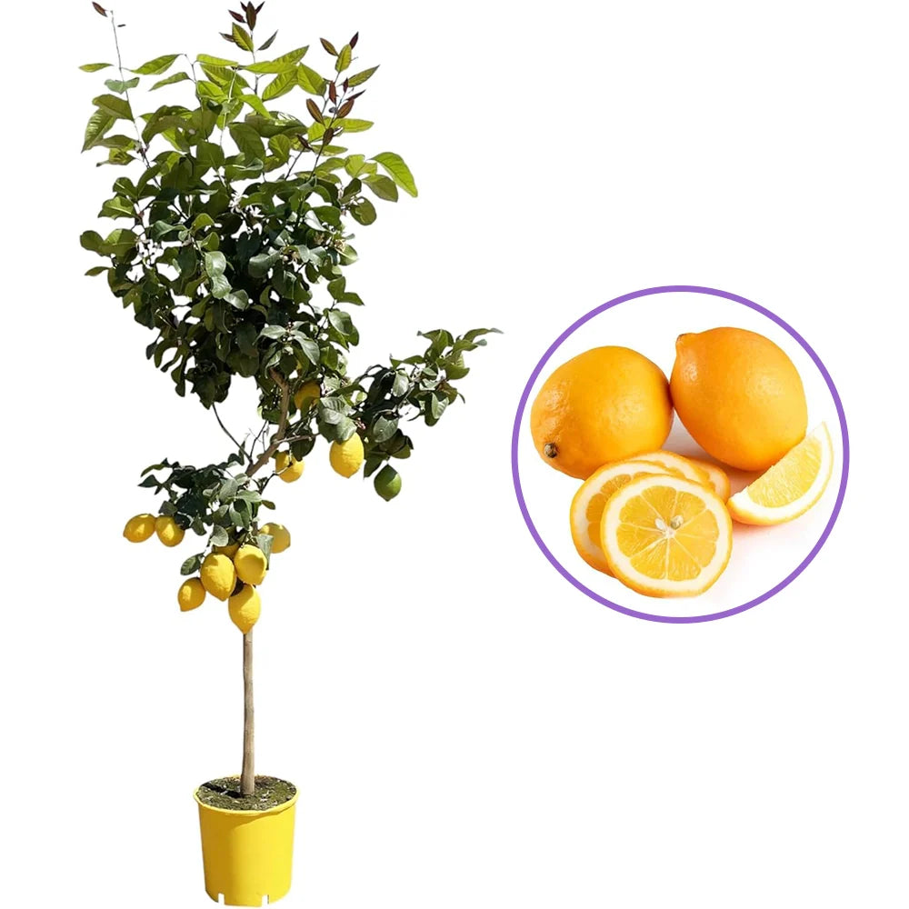 Pom Lamai (Citrus Limon) Meyer, 40-60 cm, cu fructe mari galbene-portocalii parfumate, an 2 pe rod