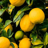 Pom Lamai (Citrus Limon) Monachello, 100-110 cm, cu fructe mari galbene intens parfumate, an 2 pe rod