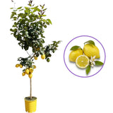 Pom Lamai (Citrus Limon) Monachello, 100-110 cm, cu fructe mari galbene intens parfumate, an 2 pe rod