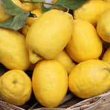 Pom Lamai (Citrus Limon) Amalfitano, 110 cm, cu fructe lungi galbene si parfumate, an 2 pe rod