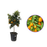 Portocal Kumquat (Citrus Sinensis), cu fructe comestibile integral, gust dulce la interior si acrisor la exterior, livrat cu fructe coapte