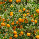 Portocal Valencia (Citrus sinensis), cu fructe dulci portocalii aromate, an 2 pe rod