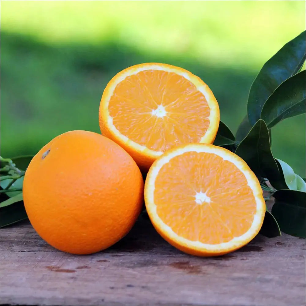 Portocal Washington Navel (Citrus sinensis), cu fructe dulci portocalii fara seminte, an 2 pe rod
