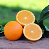 Portocal Washington Navel (Citrus sinensis), cu fructe dulci portocalii fara seminte, an 2 pe rod