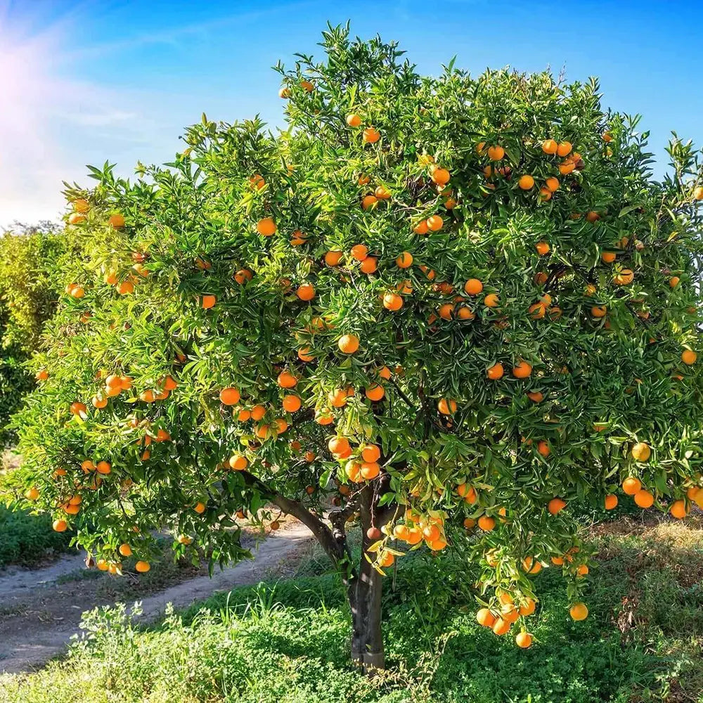 Portocal Washington Navel (Citrus sinensis), cu fructe dulci portocalii fara seminte, an 2 pe rod