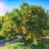 Portocal Washington Navel (Citrus sinensis), cu fructe dulci portocalii fara seminte, an 2 pe rod