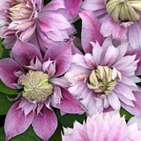 Clematis (Clematita) Josephine Regal, cu flori roz-pal, cataratoare