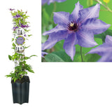 Clematis (Clematita) Konigskind, cu flori violet-intens, cataratoare