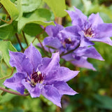 Clematis (Clematita) Konigskind, cu flori violet-intens, cataratoare