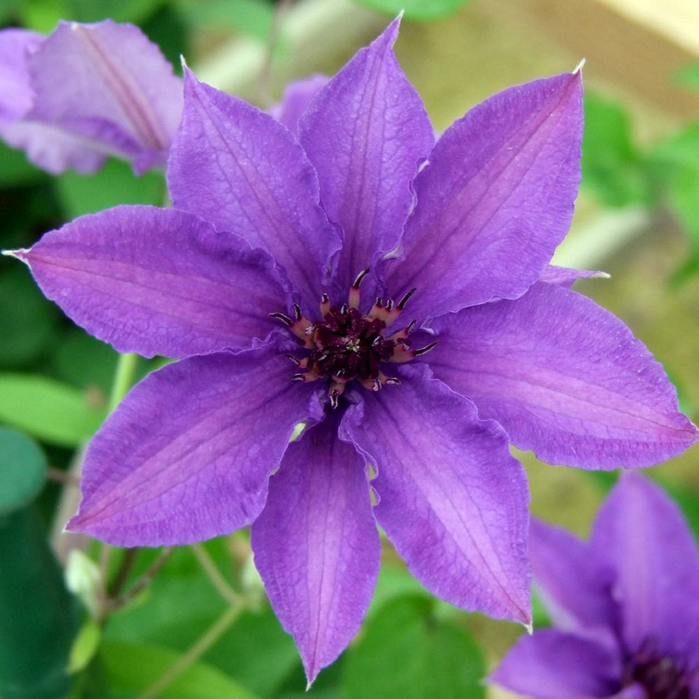 Clematis (Clematita) Konigskind, cu flori violet-intens, cataratoare